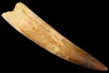 Real Spinosaurus Tooth - Real Root & Nice Tip! #169542-1
